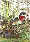 Wood Ducks